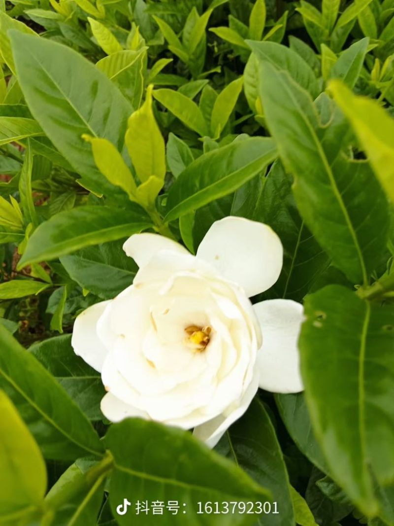 栀子花7斤袋各种规格低价出售