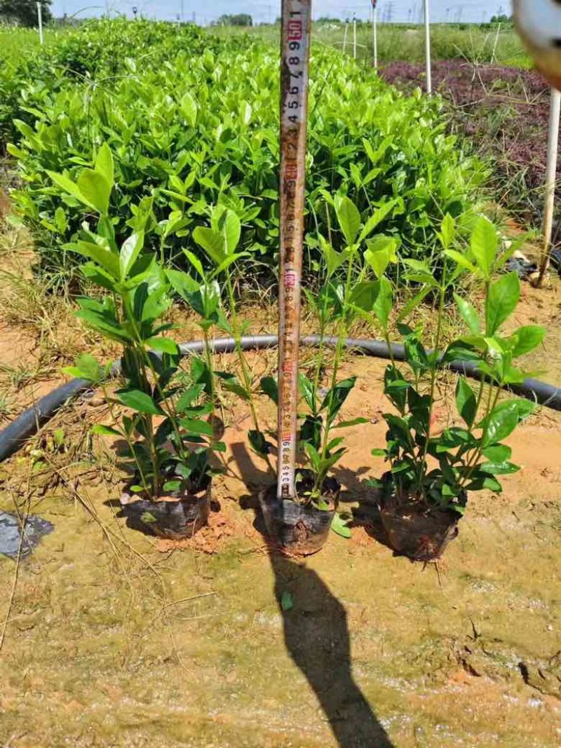 栀子花7斤袋各种规格低价出售