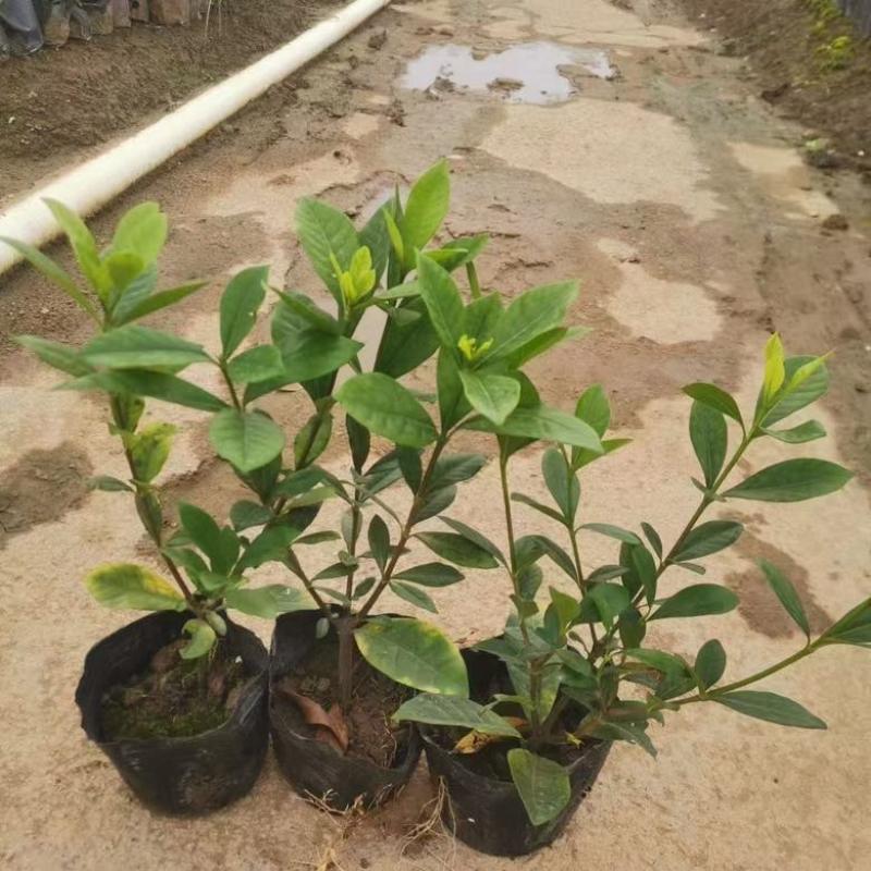 栀子花7斤袋各种规格低价出售
