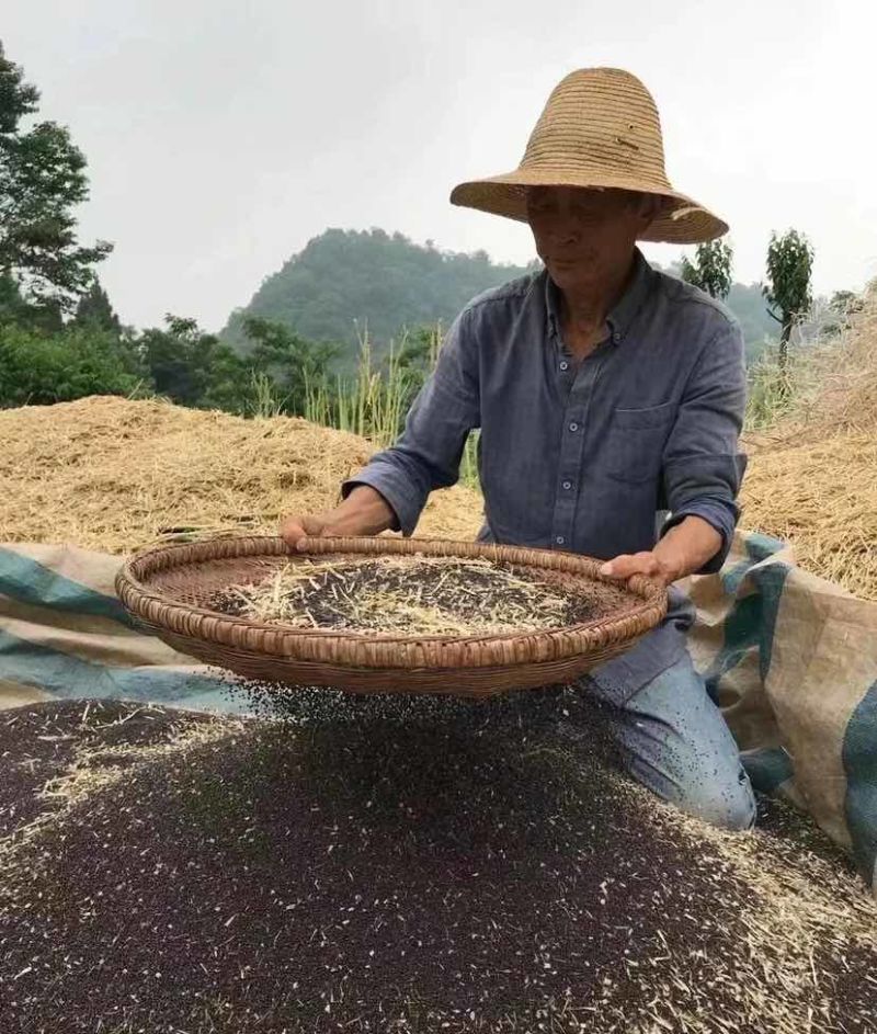 菜籽油货到付款45元菜籽油正宗农家自榨菜籽