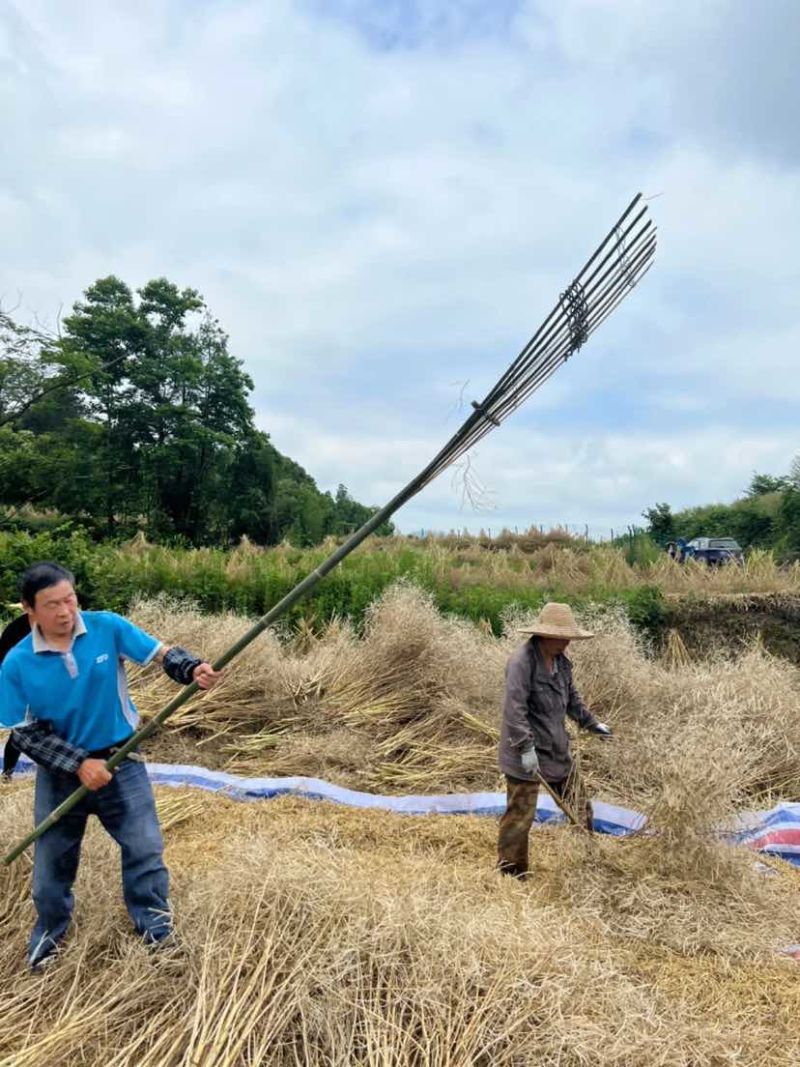菜籽油货到付款45元菜籽油正宗农家自榨菜籽