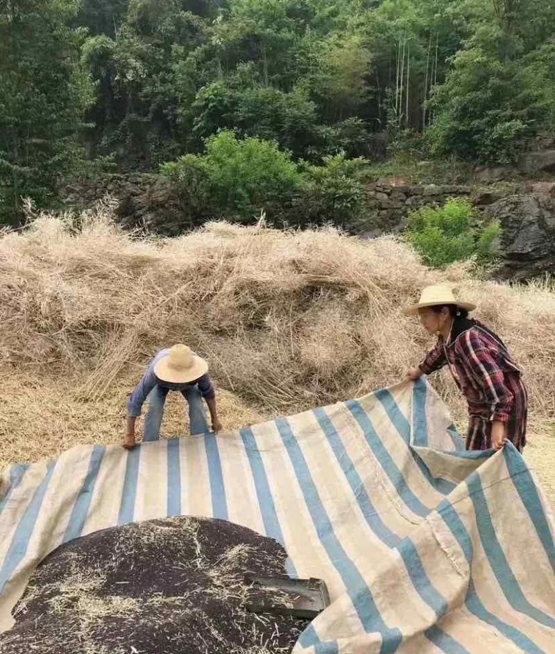 菜籽油货到付款45元菜籽油正宗农家自榨菜籽