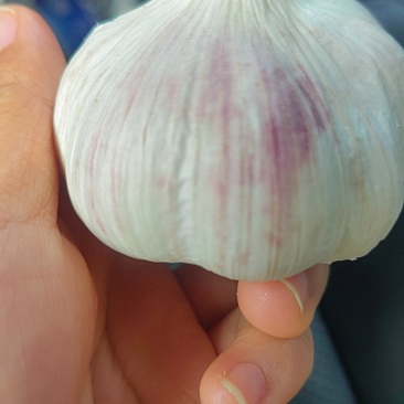 专业出口精品大蒜