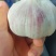专业出口精品大蒜