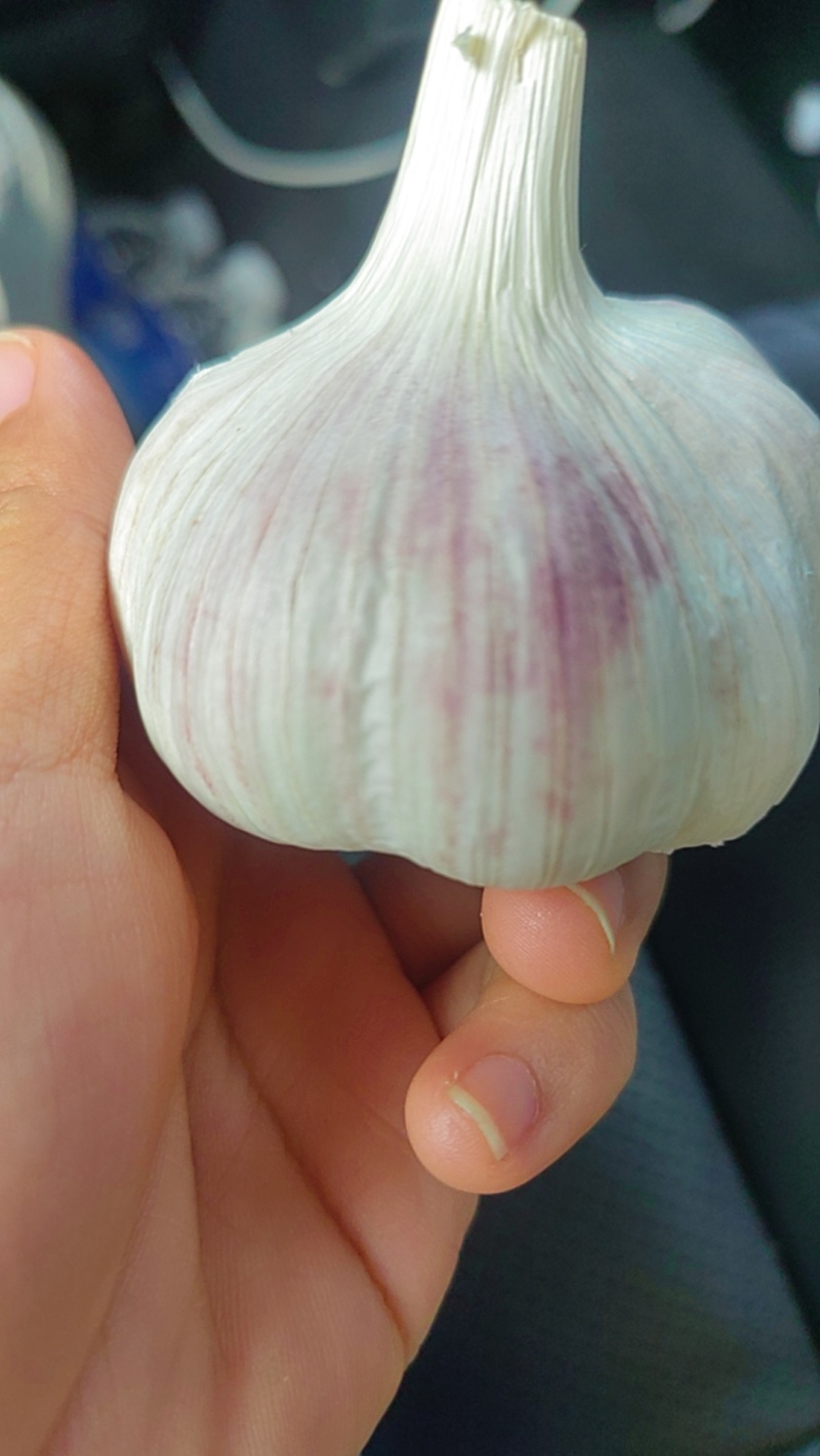 专业出口精品大蒜