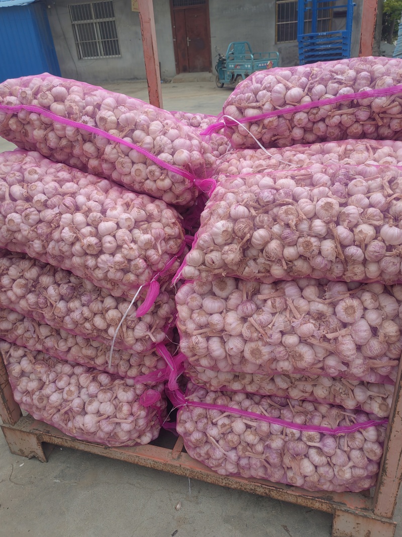 专业出口精品大蒜