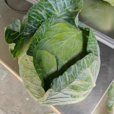 专业出口大头菜