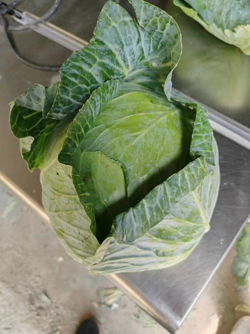 专业出口大头菜