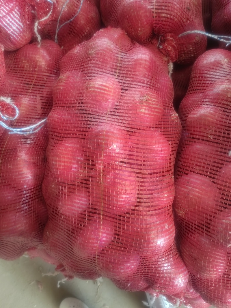 专业出口洋葱