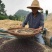 5升菜籽油一桶45元货到付款，农家自榨菜籽油菜籽油