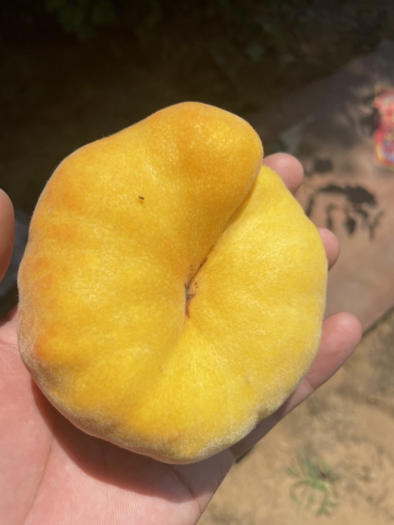 黄金蟠桃，毛蟠桃