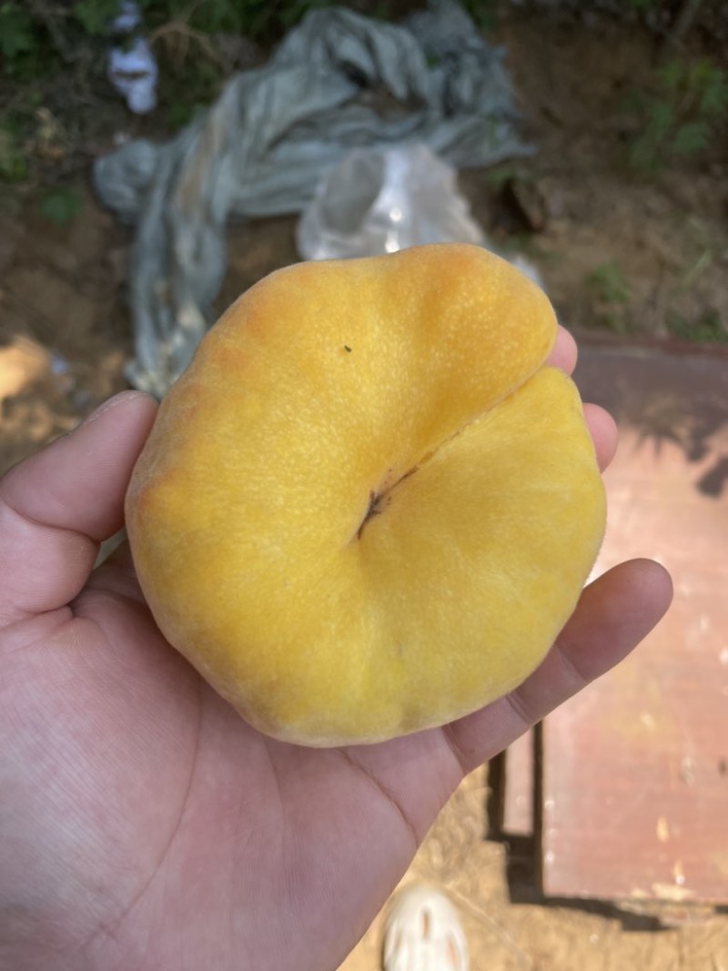 黄金蟠桃，毛蟠桃