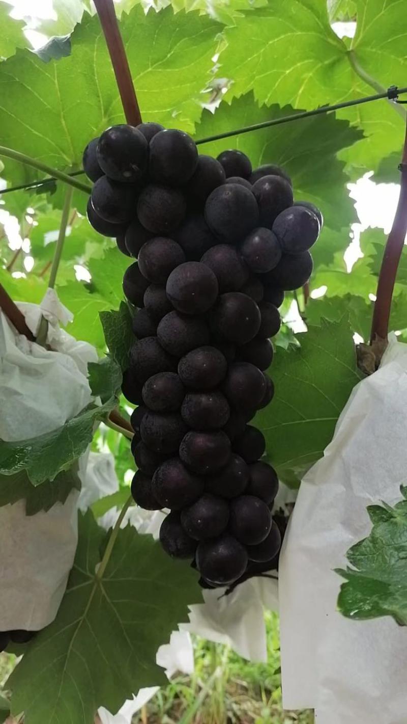自己种植兴华王葡萄，口感酸甜可口