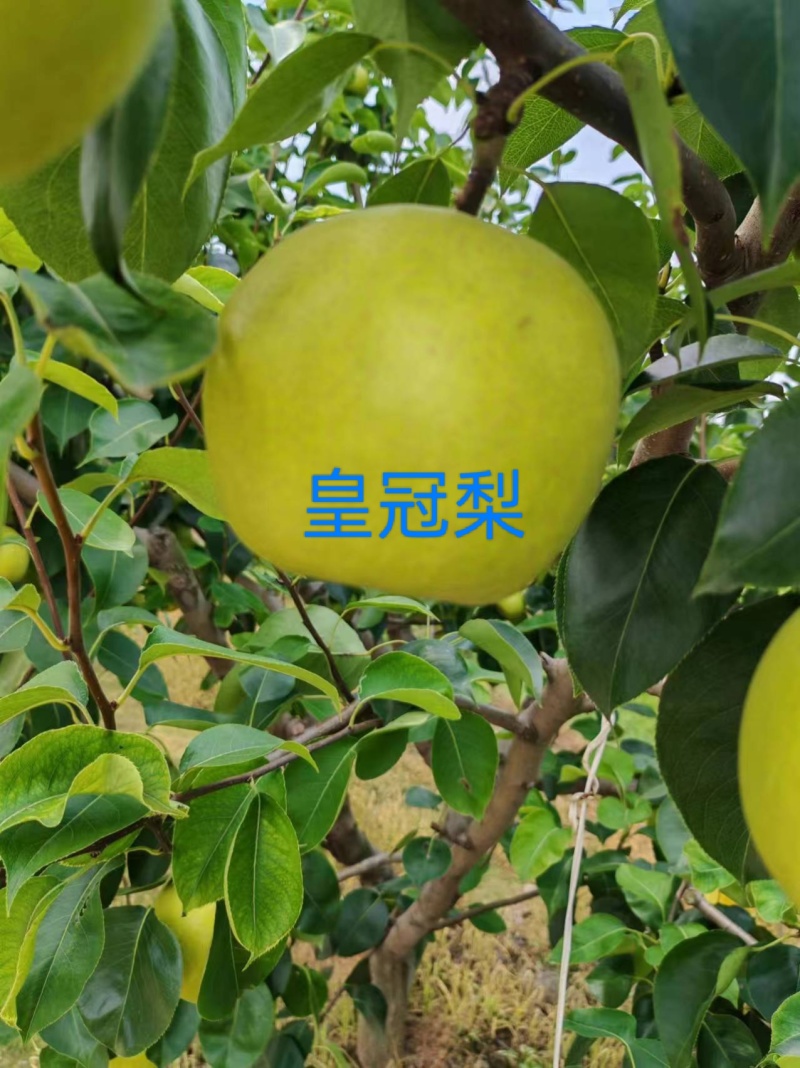 皇冠梨，果肉洁白，质地细腻，石细胞及残渣少，松脆多汁