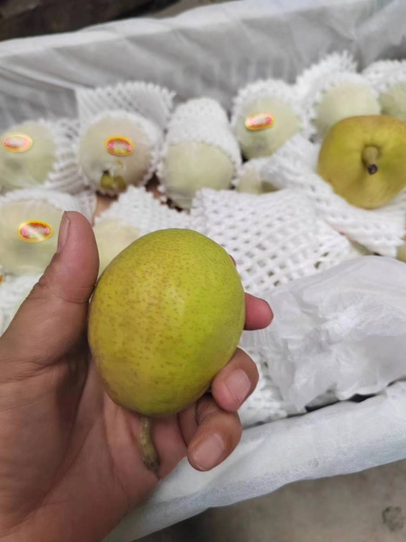 新疆库尔勒香梨