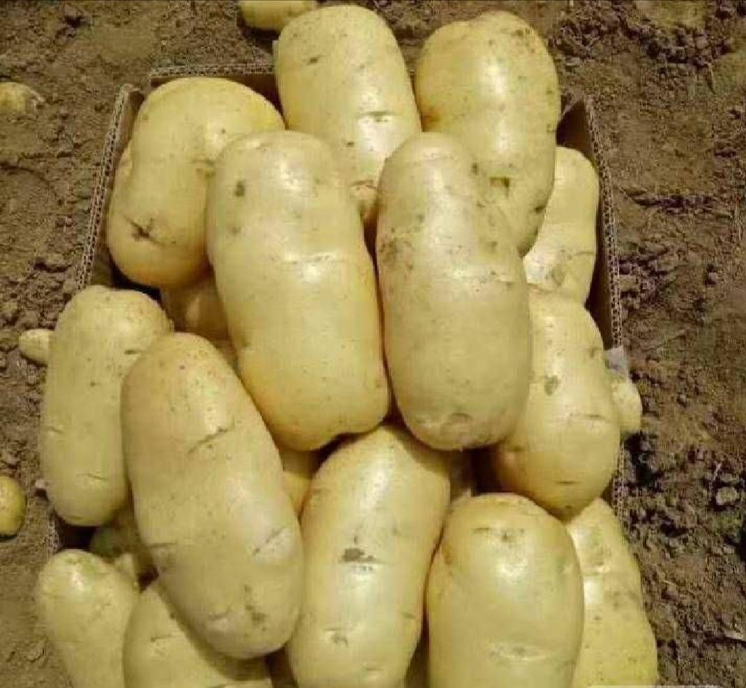 展示荷兰十五土豆在山东寿光地区的规模化种植场景,田间植株整齐,叶片茂盛 荷兰十五土豆种植田实景图