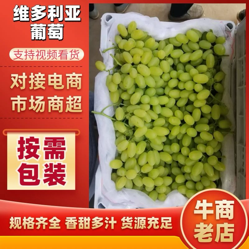 维多利亚葡萄一手货源，产地直发，价格优惠，欢迎采购