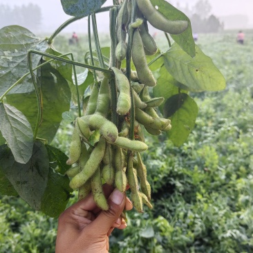 新鲜毛豆翠绿宝75产地直发一首货源