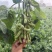 新鲜毛豆翠绿宝75产地直发一首货源