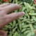 新鲜毛豆翠绿宝75产地直发一首货源
