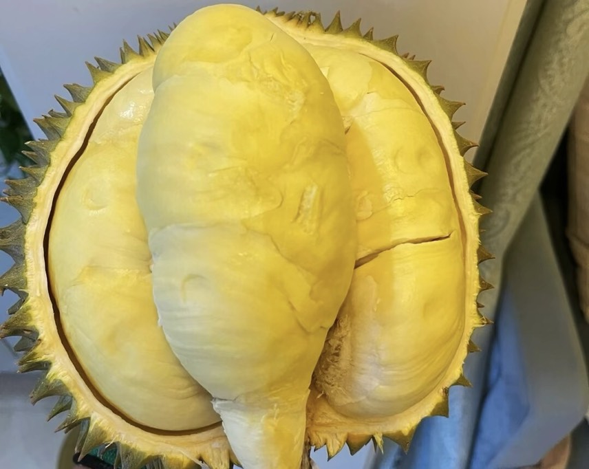 枕头榴莲金肉的切面展示