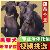 纯种黑狼犬公母都有一只不贵一对自家繁殖健康保证