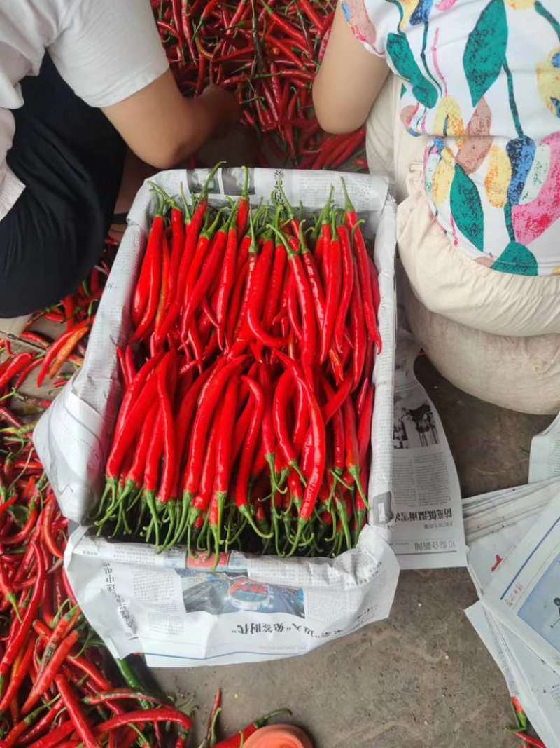红线椒大量有货供应市场电商工厂一手货源质量保证