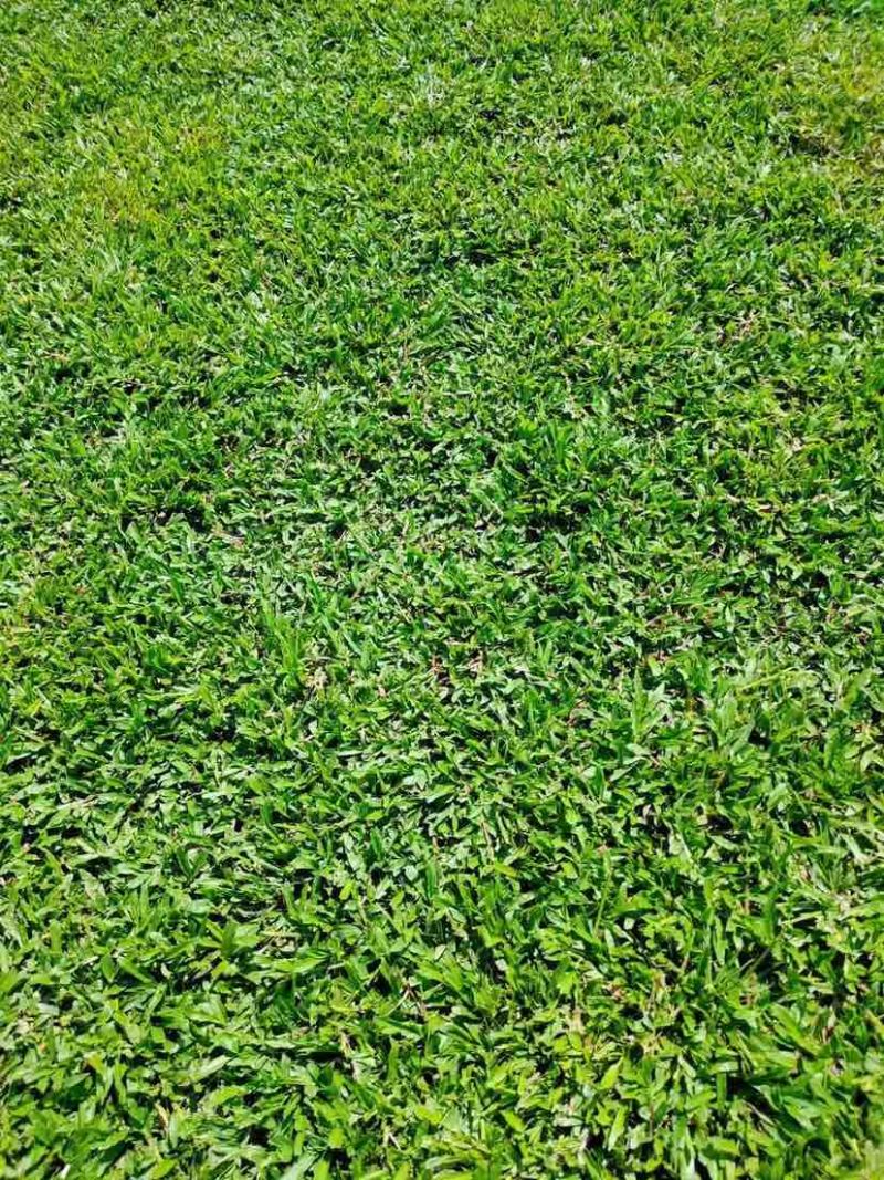 海南大叶油草台湾草马尼拉夏威夷草以及各种地被
