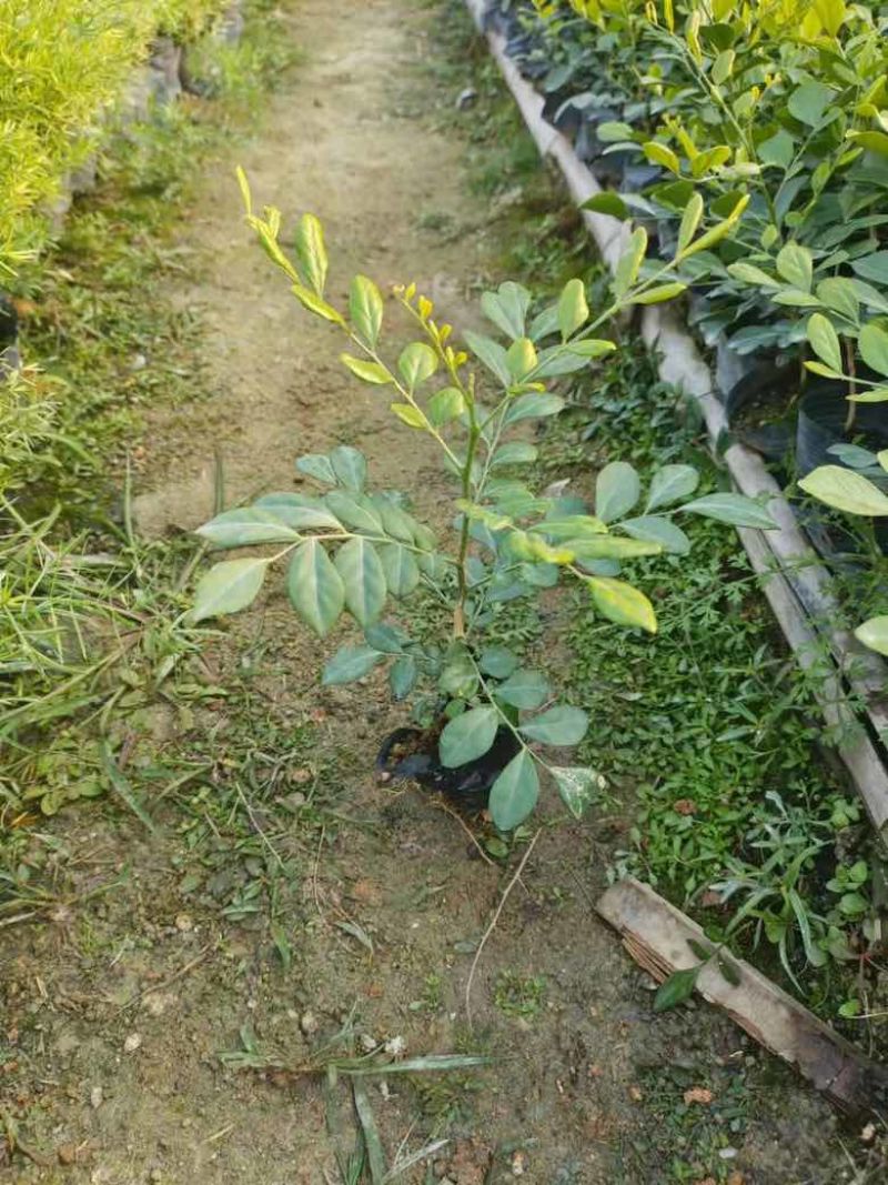 九里香各种规格低价出售