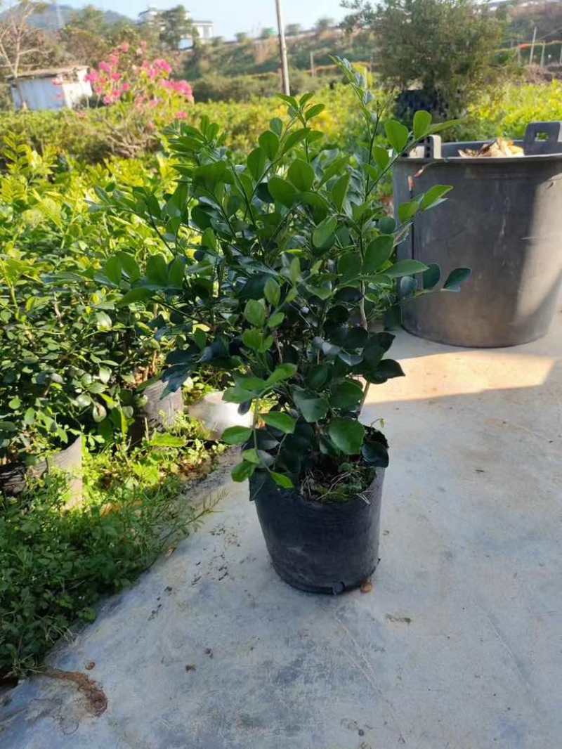 九里香各种规格低价出售
