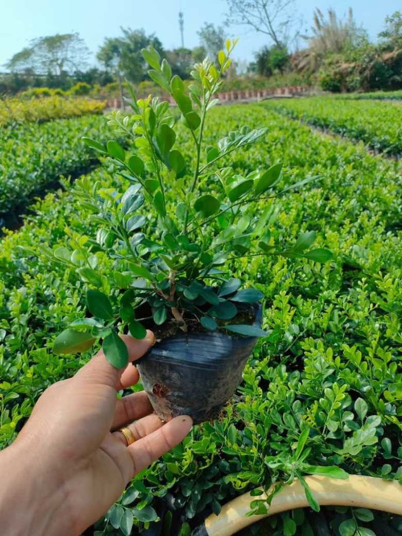 九里香各种规格低价出售