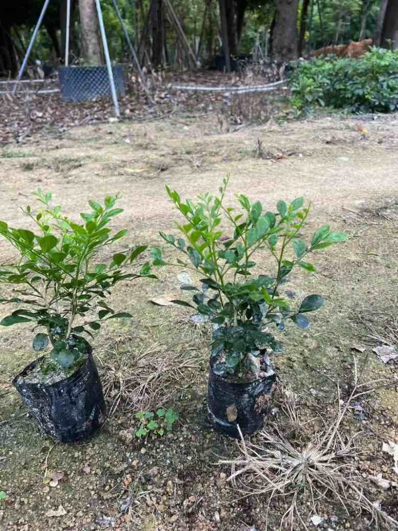 九里香各种规格低价出售