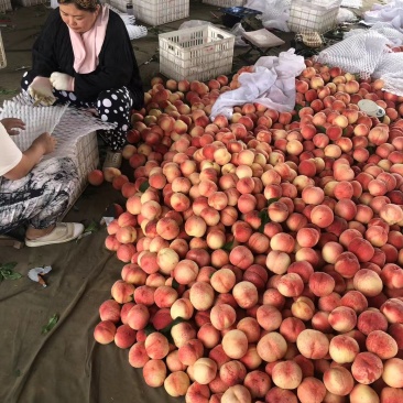 大红袍大量上市