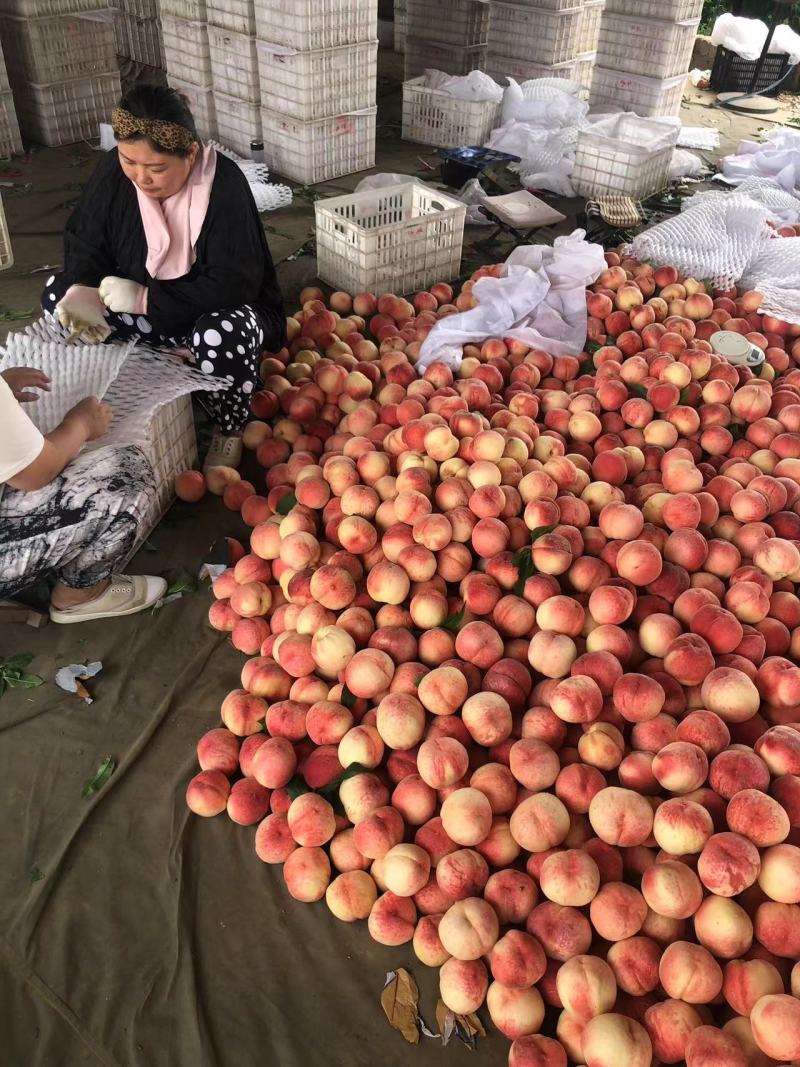 大红袍大量上市