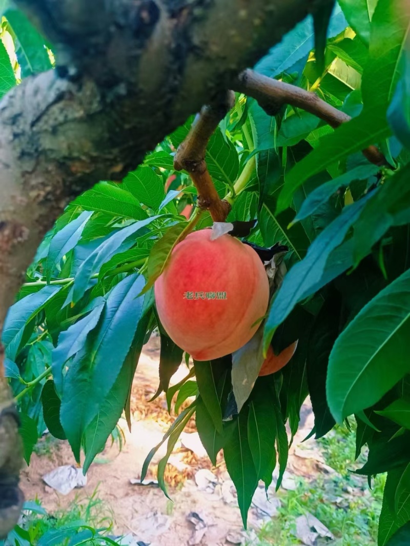 天水秦安蜜桃基地，产地直发