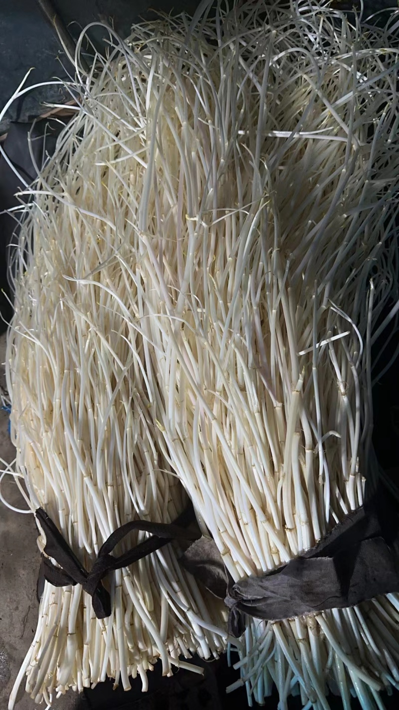 精品芹芽