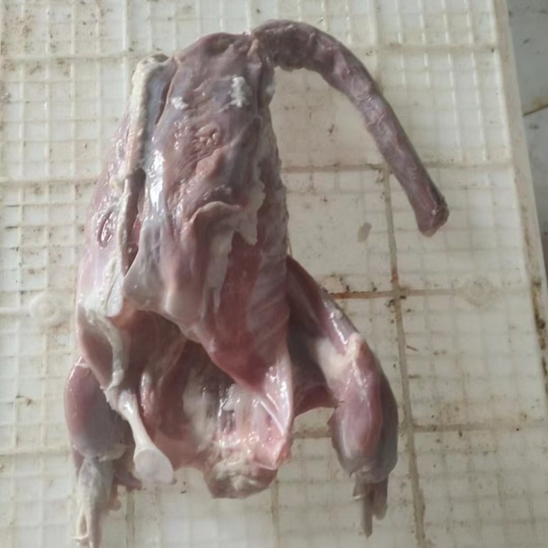 鹅体