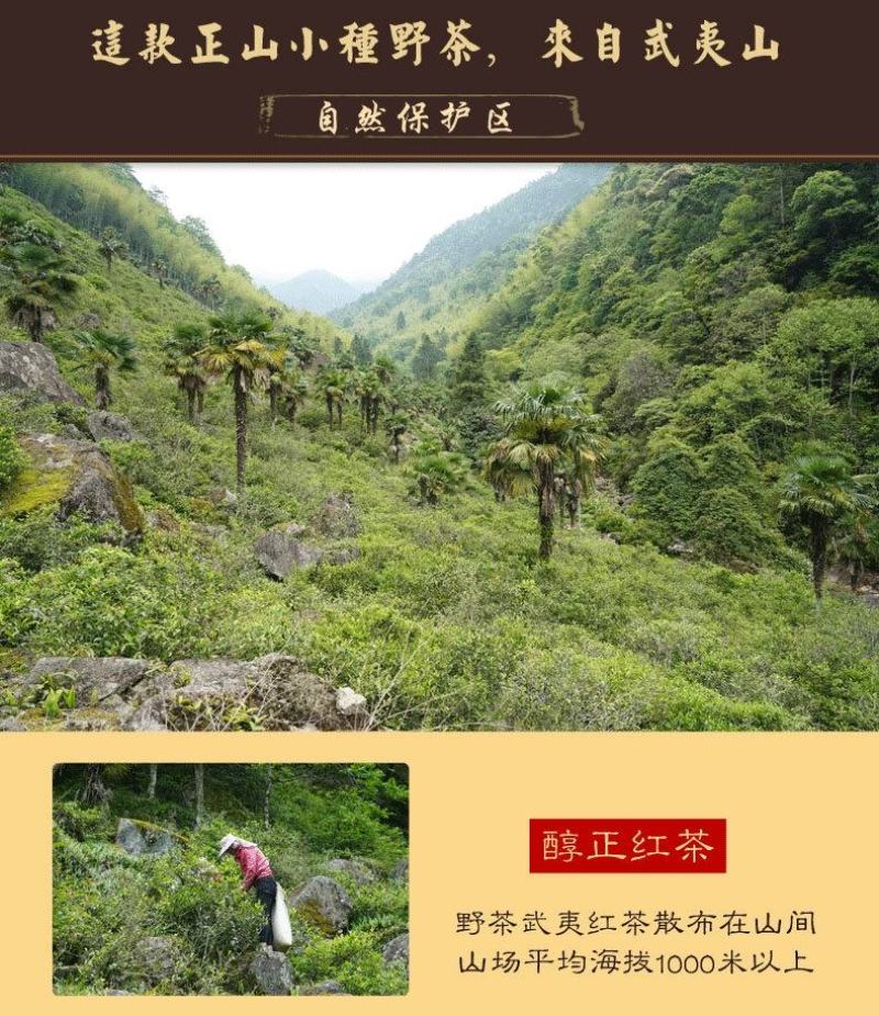 野茶武夷红茶正山小种天然荒野自然保护区天然花果香500