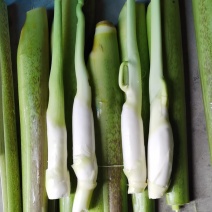 茭白茄子辣椒，长豇豆。生姜，红芋奶，甜玉米。