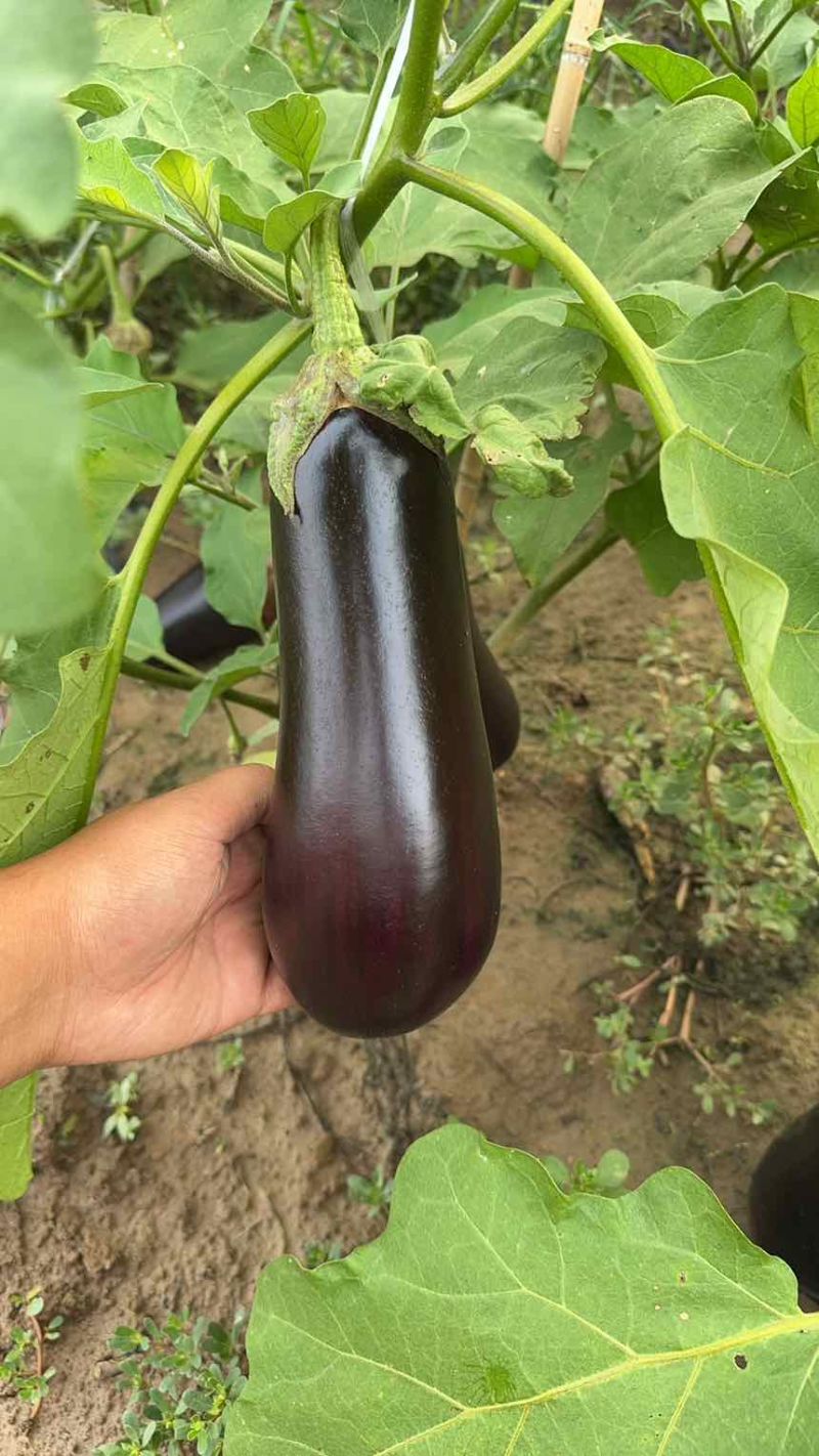 茄子