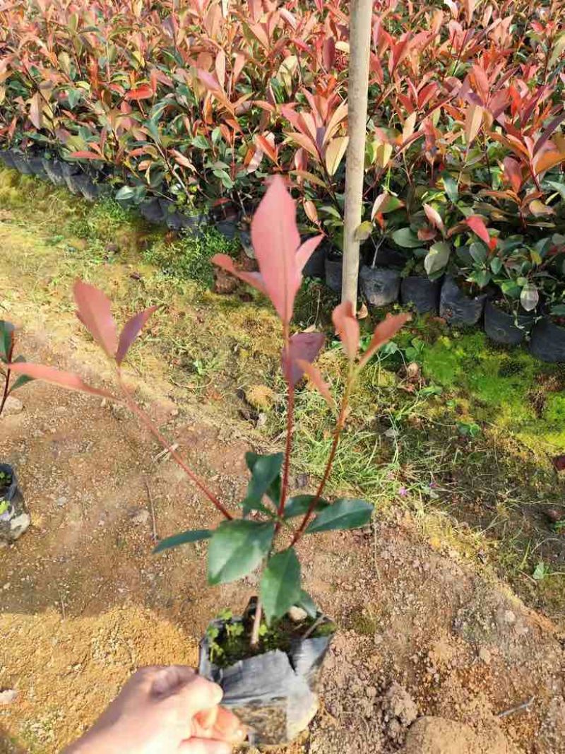 红叶石楠7斤袋，各种规格低价出售