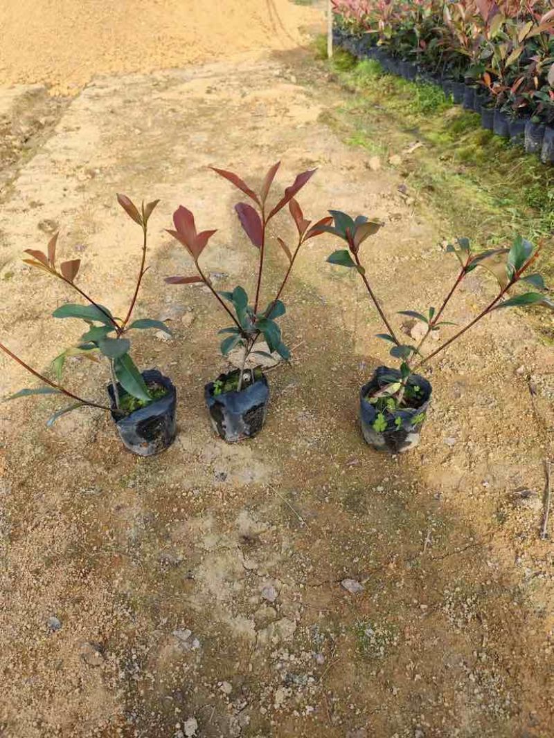 红叶石楠7斤袋，各种规格低价出售