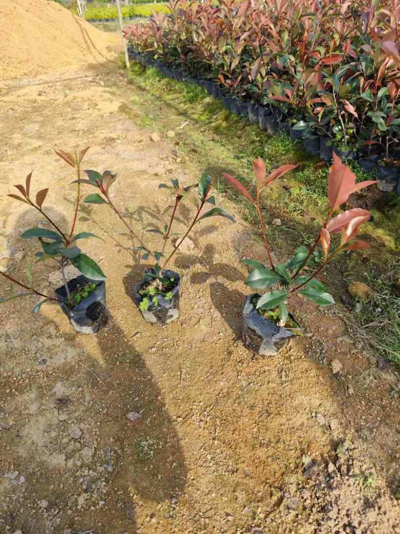 红叶石楠7斤袋，各种规格低价出售