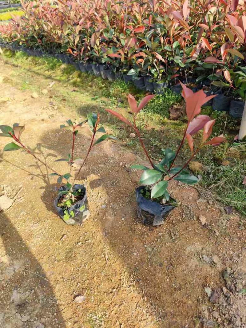 红叶石楠7斤袋，各种规格低价出售