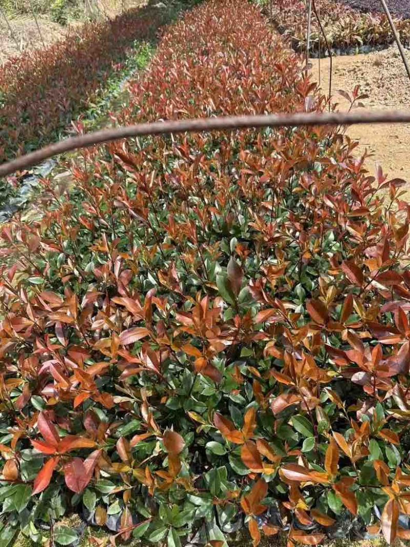 红叶石楠7斤袋，各种规格低价出售