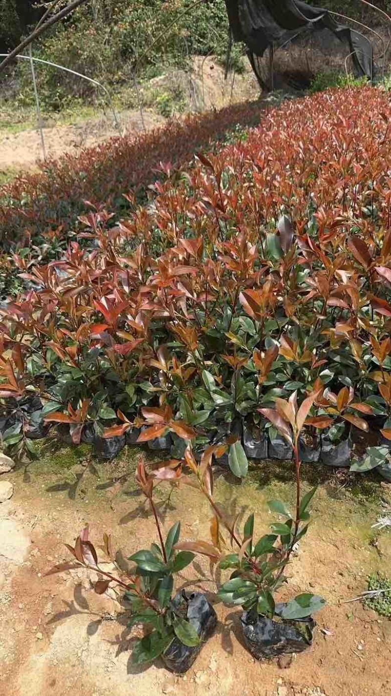 红叶石楠7斤袋，各种规格低价出售