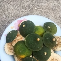 常山胡柚青片