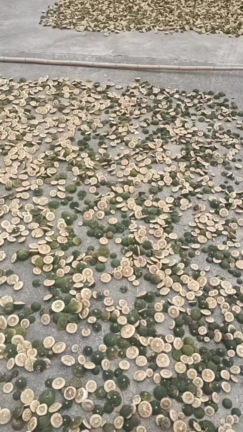 常山胡柚青片