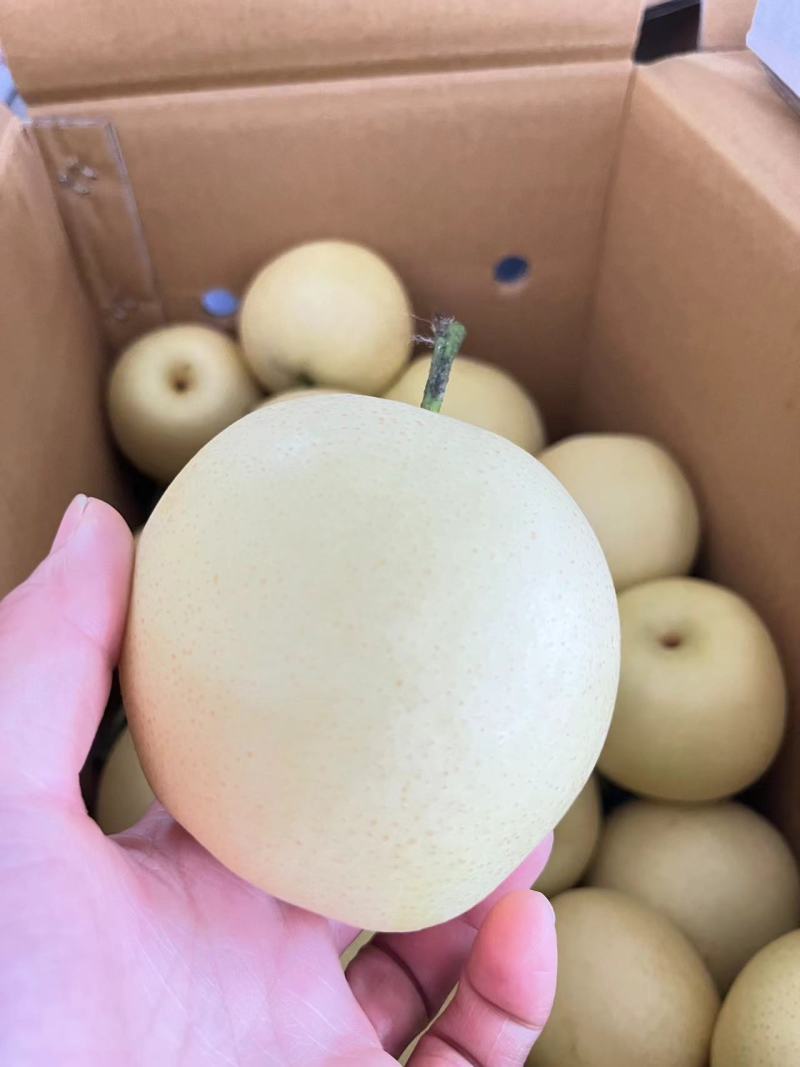 精品皇冠梨