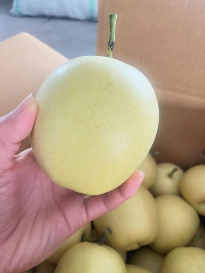 精品皇冠梨